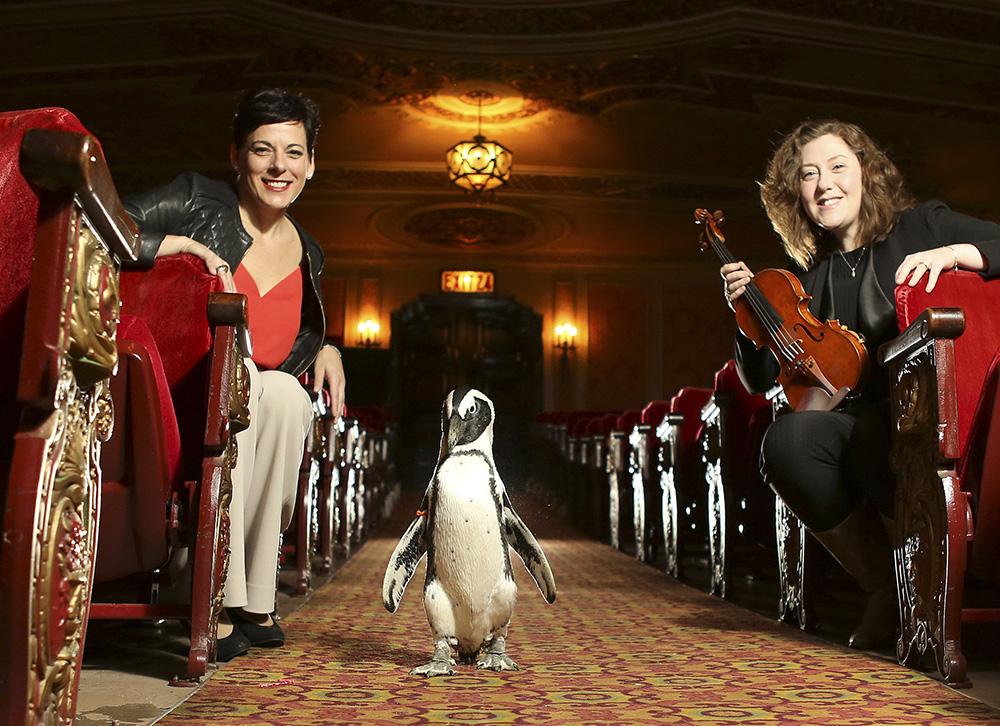 Trout, an African black-footed penguin from the Columbus Zoo & Aquarium, walks down the main aisle of the Ohio Theatre where the production of "Aida" will take place. At left is Opera Columbus artistic director Peggy Kriha Dye and at right is violinist Joanna Frankel. Opera Columbus will join with the Columbus Zoo, Columbus Symphony, Columbus Symphony Chorus, and a host of international guest vocalists to present a concert version of the grand opera, Verdi's Aida.  (Jonathan Quilter / The Columbus Dispatch)