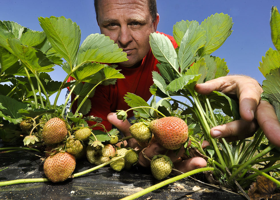 Portrait - 2nd placeBob Folck shows off the giant, plump strawberries just starting to turn red on his berry and produce farm on Ohio 54 in Champaign County. According to several farm owners, things are going well so far in 2012, thanks to the weather.  (Bill Lackey / Springfield News-Sun)