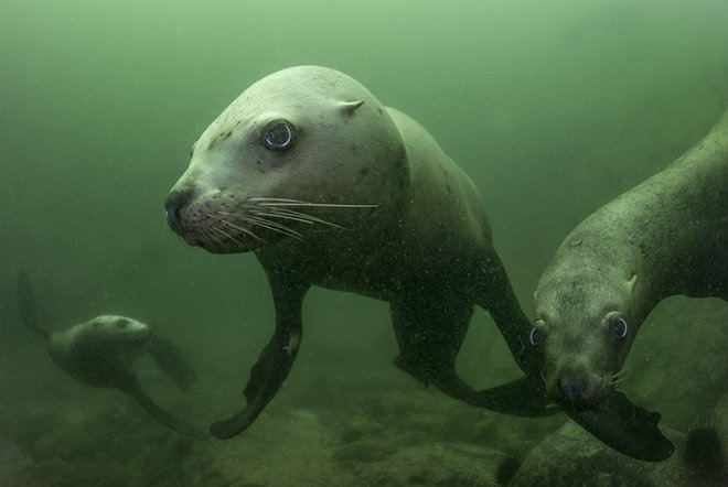 Story - 3rd place - A trio of curious Steller sea lions come in for a close look in the emerald waters surrounding Vivian Island, British Columbia.   (Andy Morrison / The (Toledo) Blade)