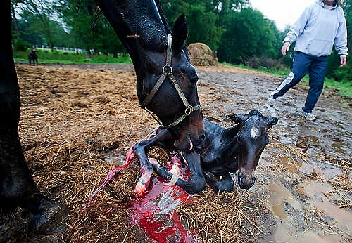 First place, Larry Fullerton Photojournalism Scholarship - Hannah Potes / Kent State UniversityA baby filly was born to Ustealmysunshine at 10:15am Friday morning at Snow Ridge Farm in Clark Lake, MI. In a year and a half, that filly will begin training to race.