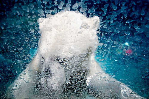 Second place, Larry Fullerton Photojournalism Scholarship - Steven Turville / Ohio UniversityA polar bear at the Columbus Zoo and Aquarium as seen through the thick glass of its enclosure.