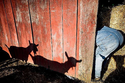 Second place, Larry Fullerton Photojournalism Scholarship - Steven Turville / Ohio UniversityShadows of on-looking goats are seen as Annie Warmke works inside the barn at Blue Rock Station in Philo, Ohio. With the large amount of livestock on the property, daily labor is necessary to keep operations running smoothly.