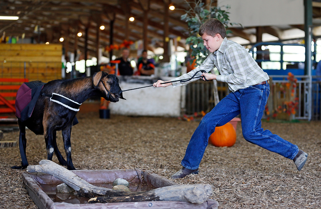 Second Place, Photographer of the Year - Large Market - Adam Cairns / The Columbus DispatchBrendan Stalf, 11, of Ostrander tries to coerce his goat to walk through the obstacle course in the junior kid competition at the Delaware County Fair on Sept. 22, 2015. 