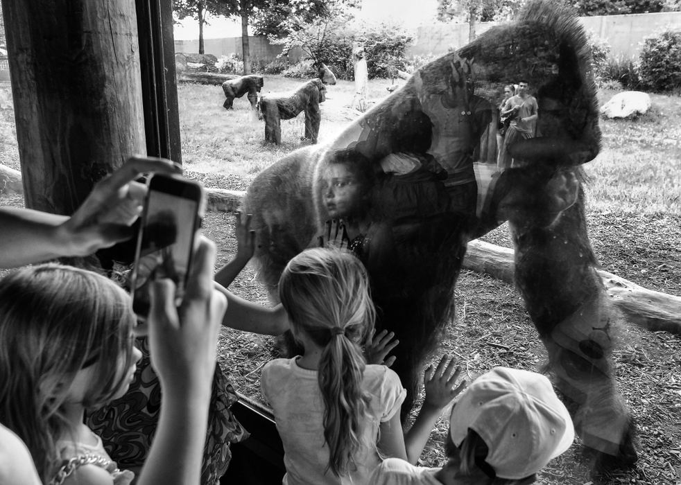 Second Place, Feature - Jeremy Wadsworth / The (Toledo) BladePeople are reflected in glass while watching gorillas  at the Toledo Zoo.  