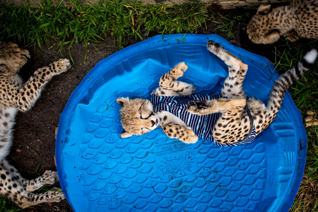 Award of Excellence, Feature - Meg Vogel / Cincinnati EnquirerRedd, a cheetah cub, rolls over in a plastic pool, during playtime at the Cat House at the Cincinnati Zoo and Botanical Garden. Redd and his siblings were born via a rare C-section. Their mother, Willow, and two cubs from the litter did not survive. Redd received a feeding tube, and he wears a custom onesie to cover the tube. After receiving critical care around the clock, the cubs are ready to move to the Cat House with the older cheetahs. 
