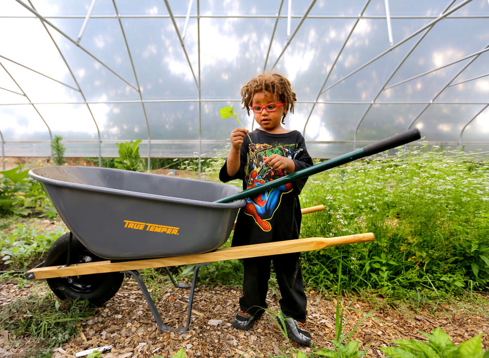 Award of Excellence, Ohio Understanding Award - Lisa DeJong  / The Plain DealerZion Nicholson, 4, examines an okra plant inside the greenhouse of Village Family Farms. Zion has been coming to the garden his whole life with his father, Jafar Nicholson, the garden's project manager. The urban farm now stretches from Harkness to Crawford roads. Hoop houses, one with a geothermal heating element being tested with the help of Case Western Reserve University students, is expanding the growing season.