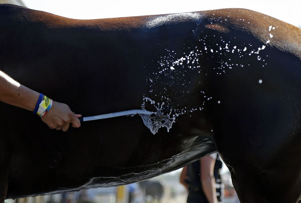 Third Place, Ron Kuntz Sports Photographer of the Year - Kyle Robertson / The Columbus DispatchAJ Carlo wipes water off Clarebear while giving her a bath at the 71st Little Brown Jug in Delaware, Ohio on September 22, 2016.  