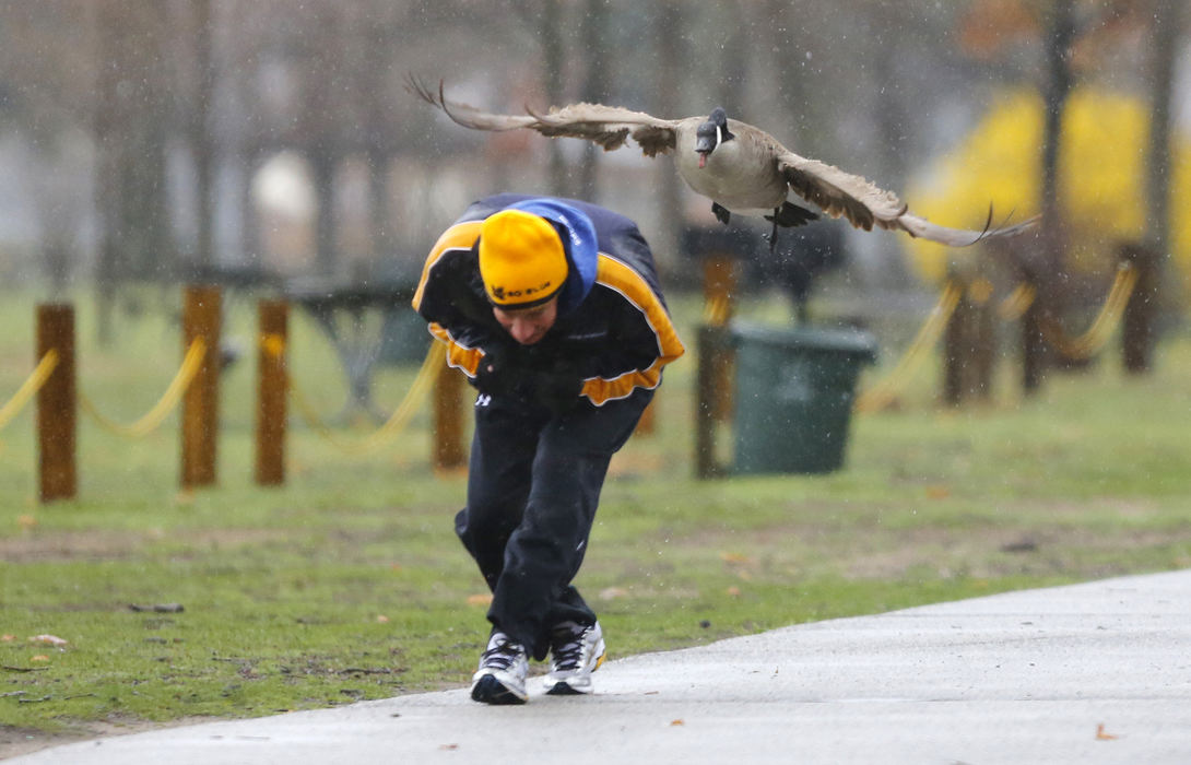 Feature - 1st placeTom Deckelman ducks as a Canada goose attacks him while he jogs in the rain at Olander Park, in Sylvania. Deckelman was out for a run when the goose went after him defending the nearby nest its' mate was building. (Andy Morrison / The (Toledo) Blade)