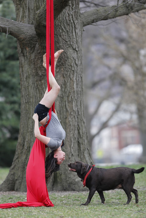 Feature - HMPerforming aerial arts on an aerial silk at Goodale Park Emily Standfield's dog Junebug looks on with some concern as she uses her upper body strength to hang, twist, tumble and float  through the air.   (Chris Russell / The Columbus Dispatch )