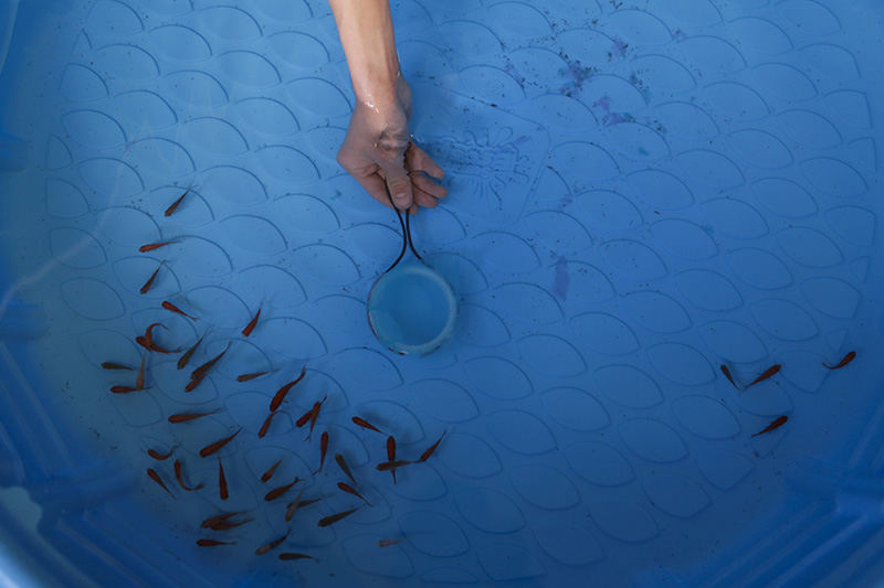 NEFeature - 2nd place - Micah Tuazon, 14, of Marysville, tries to catch a fish at the "Omocha" booth of Japanese games and toys during the second annual Evening of Japanese Culture at Marysville High School. (Joshua A. Bickel / ThisWeek Community News)