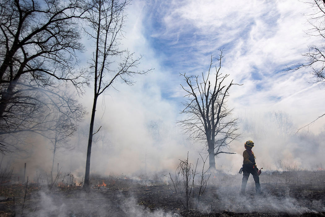 Story - 1st placeJenella Hodel carries a drip torch through part of the dune during a prescribed fire at Wildwood Preserve Metropark in Toledo. MetroParks Toledo staff set the controlled burn on a dune near the Manor House and two smaller areas. These burns are conducted every two years in prairie and savanna areas to eliminate evasive plants.  (Rebecca Benson/The Blade)