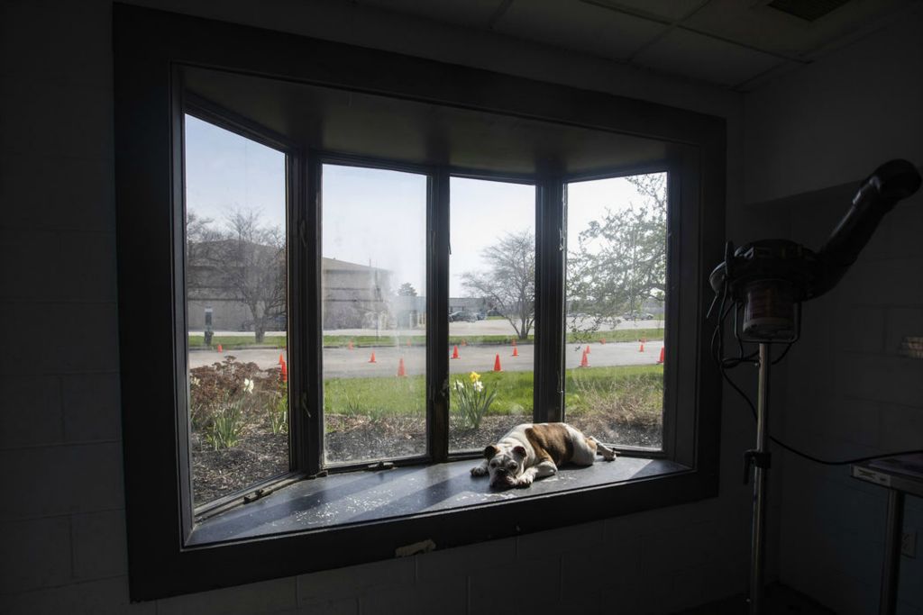 Feature - HM - Rocky, an english bulldog, sits in the window and waits for his owners to pick him up after getting groomed at A Walk in the Park in Maumee. (Rebecca Benson / The Blade)