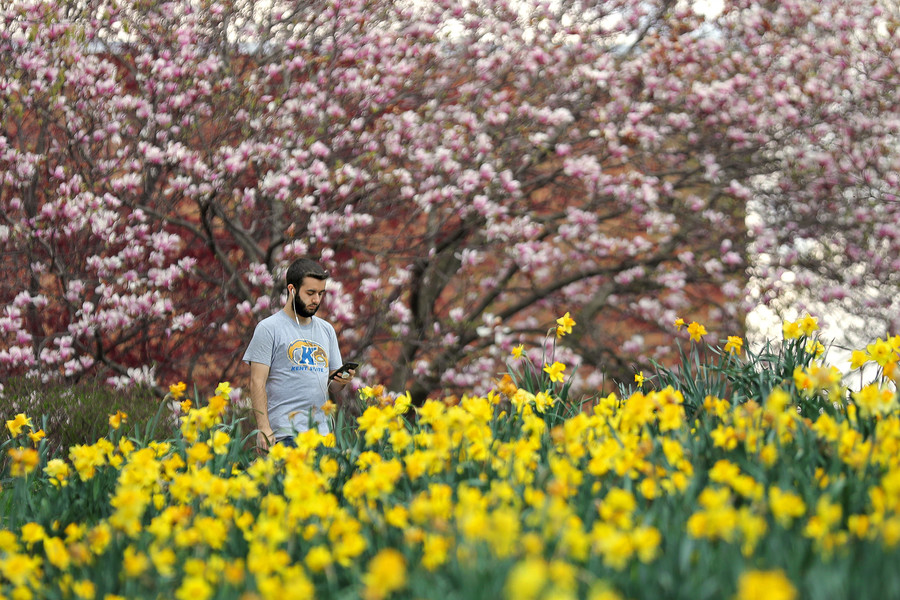 Feature - 2nd place - A Kent State student goes for an afternoon walk past Daffodil Hill near Taylor Hall in Kent. (Jeff Lange / Akron Beacon Journal)