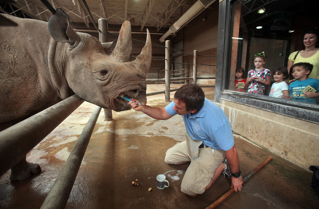 Portrait - 3rd place - Kulinda Kifaru, (Swahili for Beautiful Rhino) a 22 year old Black Rhino, has her teeth brushed by Columbus Zoo and Aquarium keeper Aaron Kazmierczak. (Tom Dodge / The Columbus Dispatch)