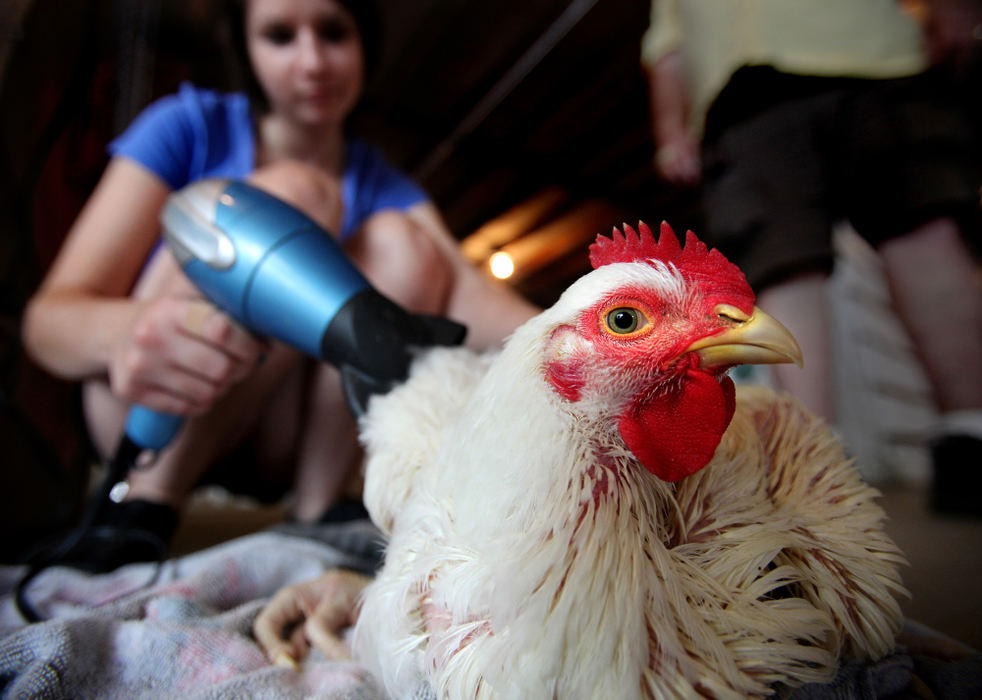 Feature - 3rd placeRachel Perotti, 14, of Berea, gives her six-week-old boiler chicken her first-ever blow dry after her first-ever bath as they get ready for competition at the Cuyahoga County Fair in Berea.  Perotti gave her  boiler chicken her first (and last) bath in a bucket and washed her with Ivory soap. Perotti is part of the 4-H group called Leashes, Bridles and Patterns in Berea.  (Lisa DeJong / The Plain Dealer)