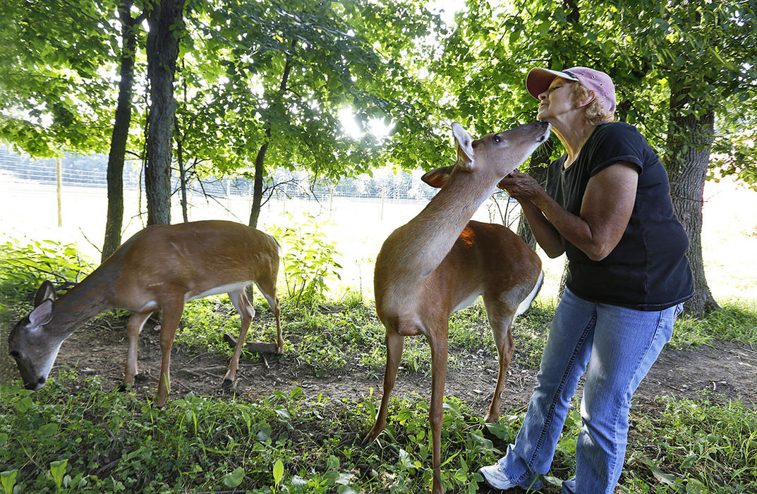 Feature - 3rd placeCarol Deyo gets a good licking from a three legged deer she calls Trooper while its barn mate Patch dines at Deyo's small farm in Mt Vernon.  The former vet tech has nursed the two deer back to health along with four raccoons. The Ohio Department of Natural Resources wants to euthanize the animals and charge Deyo with a misdemeanor charge of possessing wild animals.   (Chris Russell / The Columbus Dispatch )