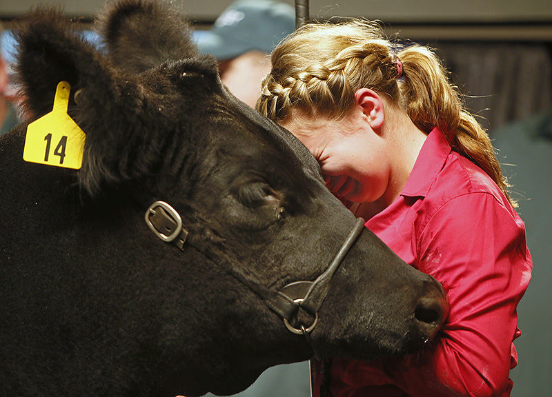 General News - 1st place - Brooke Egbert, 13, of Botkins sheds tears as she rests her head on her reserve champion market steer, realizing that she is moments away from selling him to the highest bidder at the Ohio State Fair Sale of Champions. (Jenna Watson / The Columbus Dispatch)