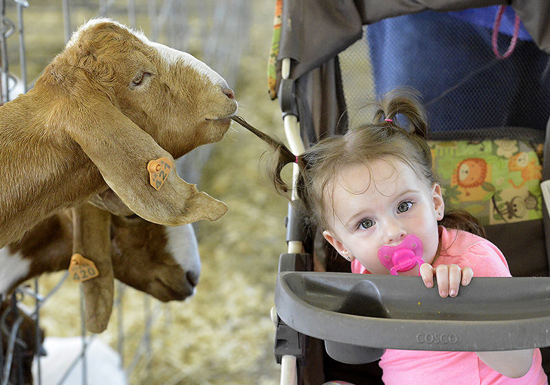 Feature - 2nd place - Madison Brown, 1, almost became a snack for a goat as a hungry one reached out of its pen and started munching on her hair as she passed by in her stroller at the Clark County Fair.  (Bill Lackey / Springfield News-Sun)