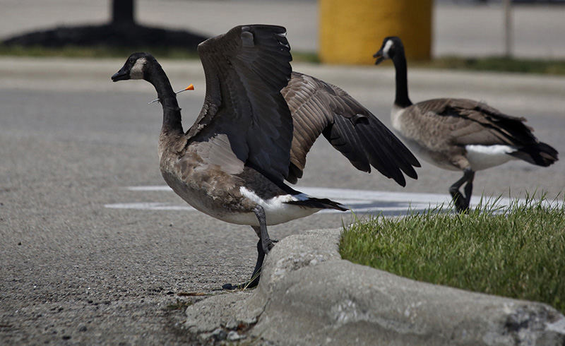 Spot News - 2nd place - Jeremy Wilson, not pictured , spotted a Canada Goose on August at Westpointe Plaza with a dart in it's neck and called the Ohio Division of Wildlife, and the Columbus Dispatch. Ohio Division of Wildlife Officer Matt Teders (not pictured) arrived on the scene to capture the bird, but  it took flight. Matt said it was a young one, born this year and the geese are protected under the Federal Migratory Bird Treaty Act and state laws.  (Tom Dodge / The Columbus Dispatch)