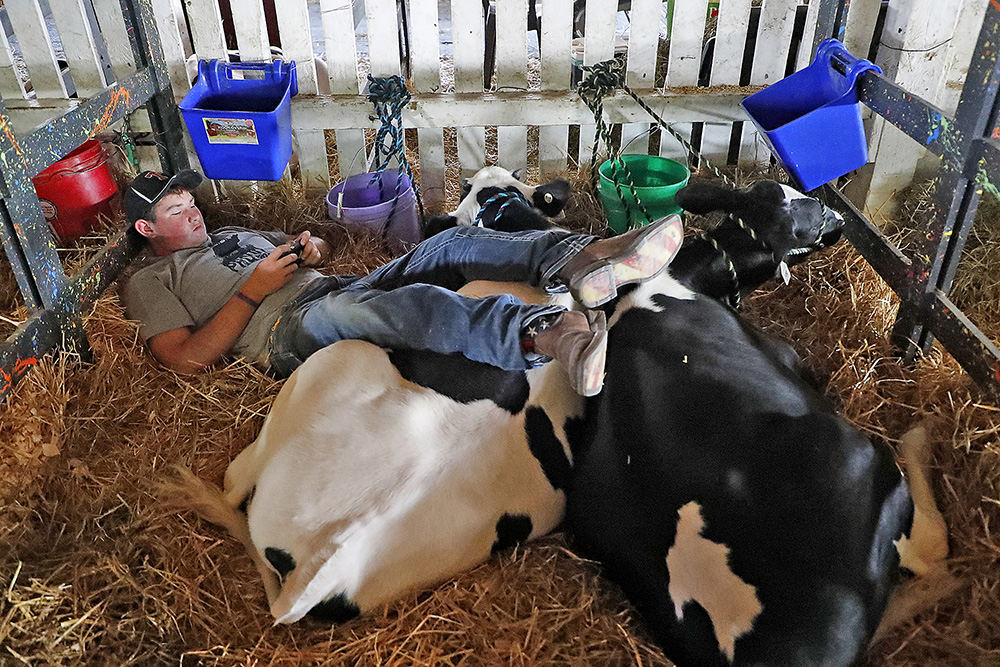 Feature - 3rd place - Garret Talbot, 15, relaxes and puts his feet up, on his resting cows, as he plays on his phone at the Champaign County Fair.  (Bill Lackey / Springfield News-Sun)