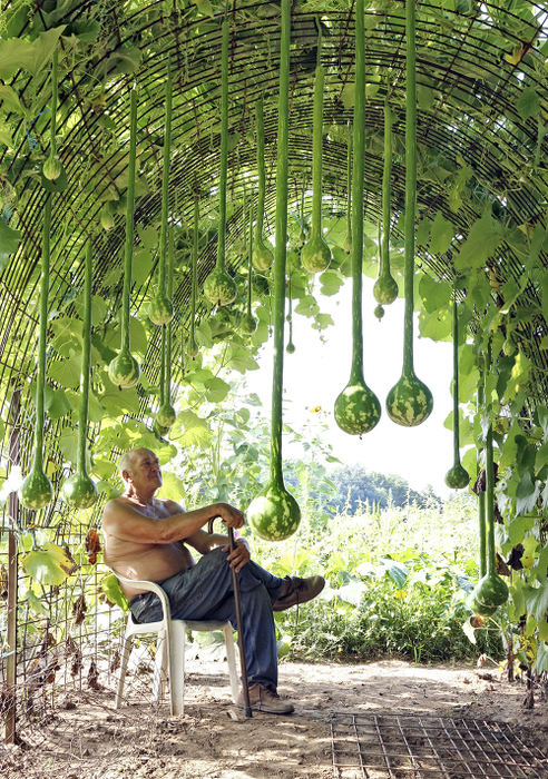 Portrait - 3rd place - Roger Kline, 74, of Yellowbud sits in the shade of his gourd canopy at his farm. Roger sells pumpkins, gourds and some produce from his farm stand in the fall, in the meantime he likes to sit under the canopy on hot summer days and enjoy the cool breeze the canopy provides. (Eric Albrecht / The Columbus Dispatch)