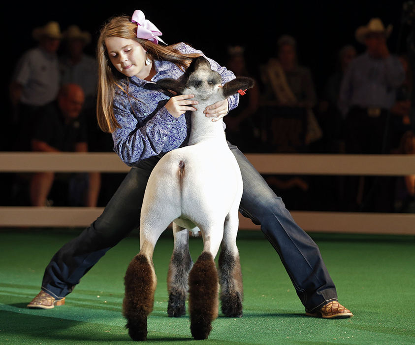 Story - 2nd place - Bailee Amstutz of Union County sets up the Grand Champion Market Lamb during the Ohio State Fair 50th Sale of Champions.   (Kyle Robertson / The Columbus Dispatch)