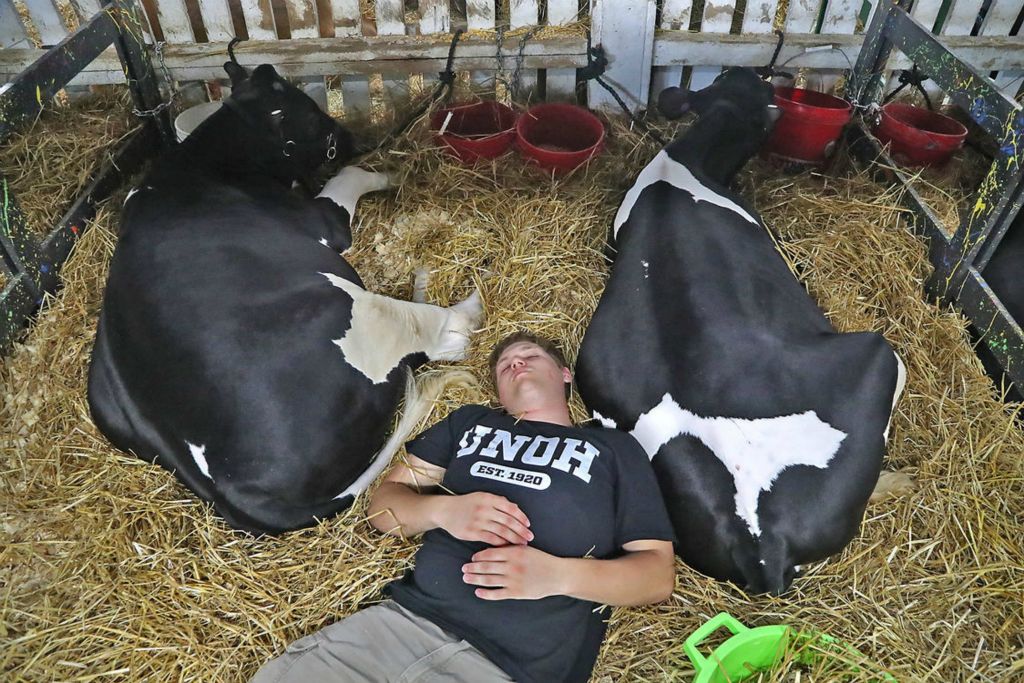 Feature - 3rd place - Kody Pond takes a nap between his two dairy calves at the Champaign County Fair in Urbana. (Bill Lackey / Springfield News-Sun)