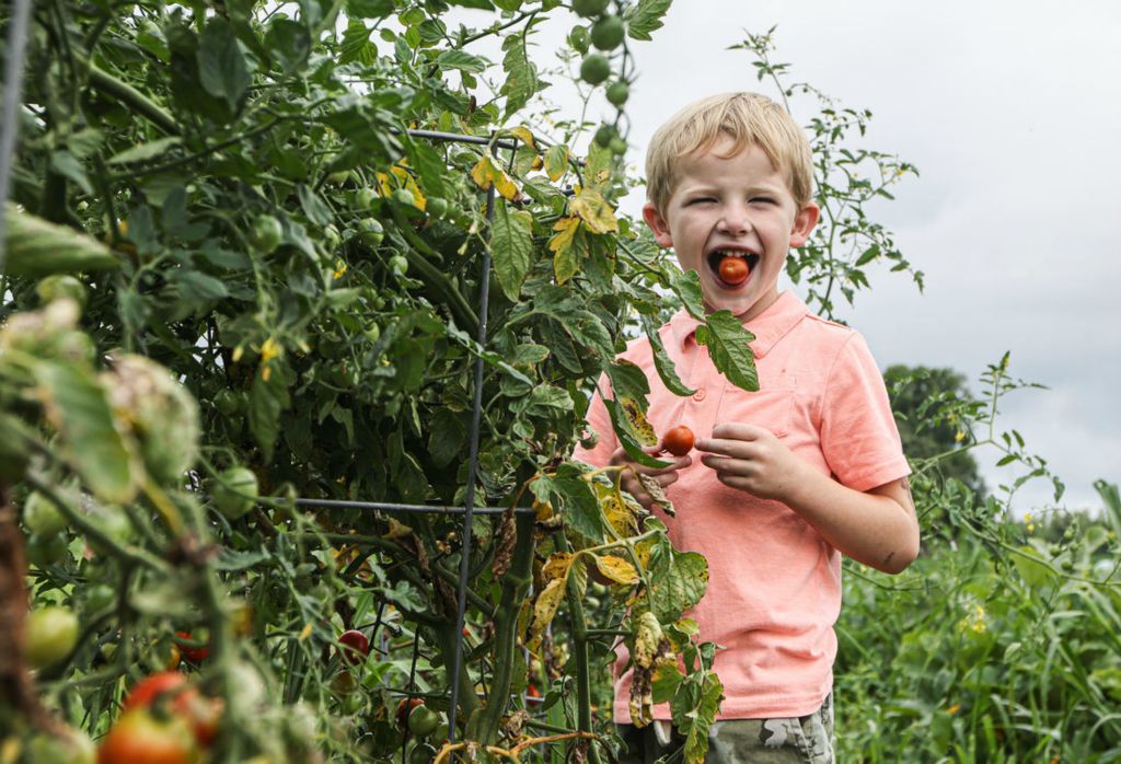 Portrait - 2nd place - Frances Wentz, 5, holds a tomato in his mouth in the garden at Faith Evangelical Church in Swanton, Ohio. (Lizzie Heintz / The Blade)