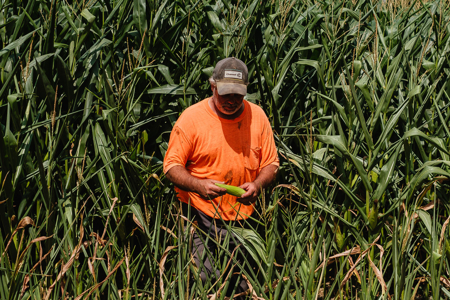 Story - 1st place - York Township farmer Charlie Finton inspects an ear of corn as he talks about relative moisture content guiding the harvest decision during a time of drought. (Andrew Dolph / The Times Reporter)   (Andrew Dolph / The Times Reporter)