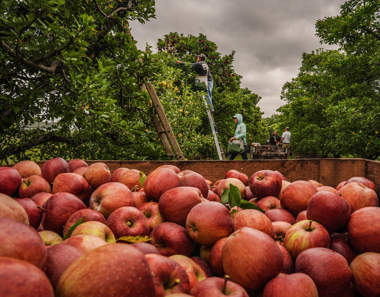 October - Feature - 1st place - Delfino Reves picks apples at  MacQueen's Orchard in Holland. (Jeremy Wadsworth / The Blade) 