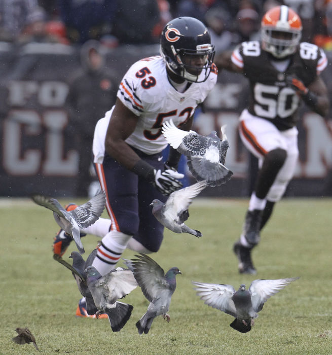 Sports Feature - 2nd placeChicago Bears linebacker Jerry Franklin runs through a flock of pigeons during a s kick return at FirstEnergy Stadium in Cleveland.  (Phil Masturzo / Akron Beacon Journal)