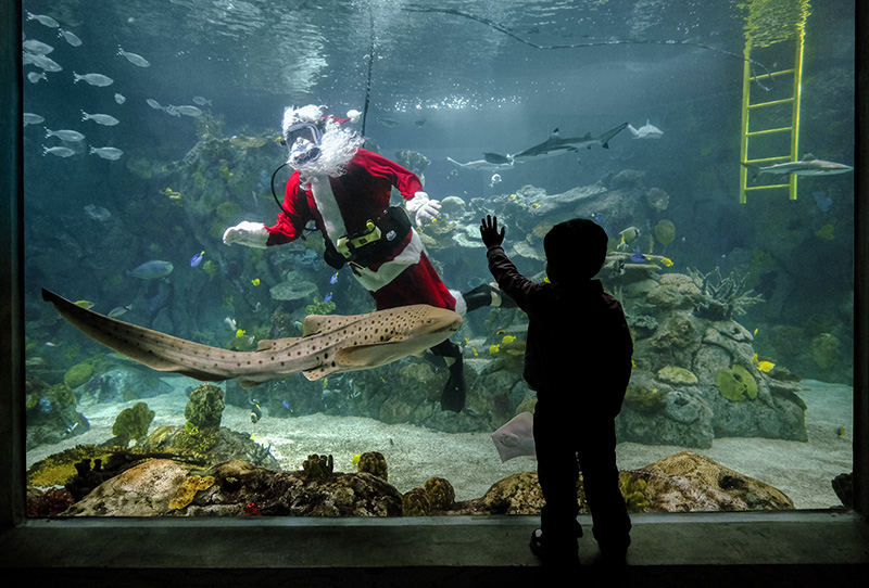 Feature - 2nd place - Nathaniel Mendoza, 3, waves to a swimming Santa as a zebra shark passes by in the renovated aquarium at the Toledo Zoo. (Andy Morrison / The (Toledo) Blade)