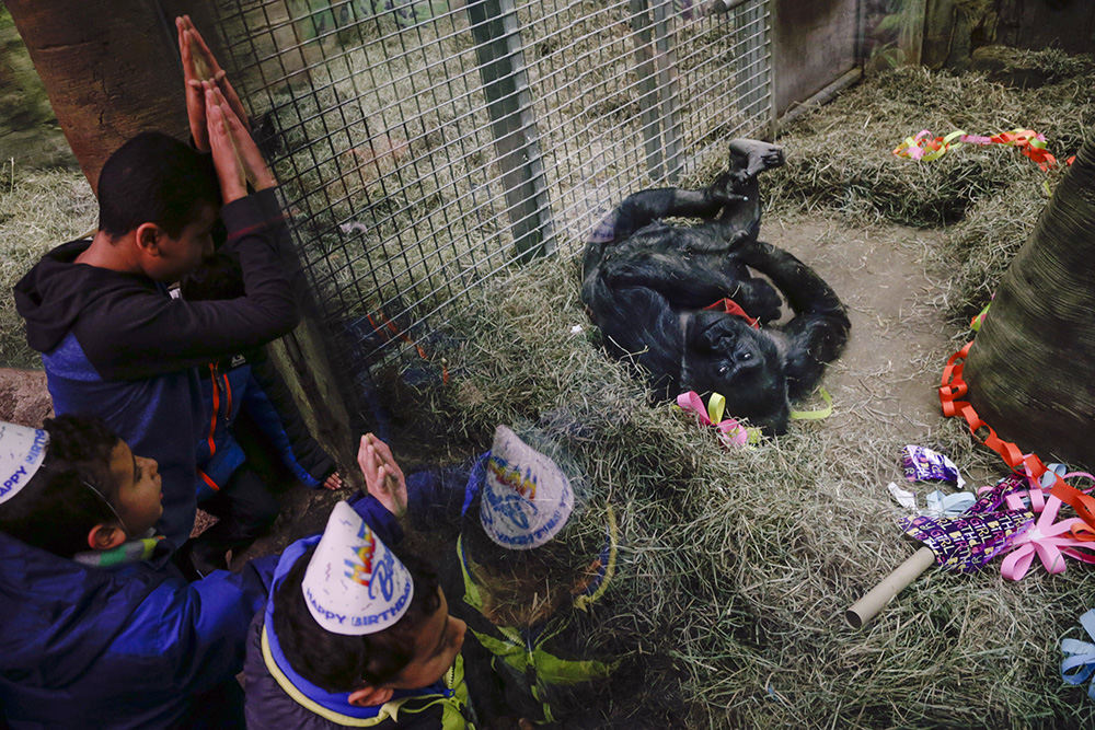 MTFeature - 3rd place - Colo the Gorilla looks out of her habitat as, counterclockwise from top left, Fady Abdou, 10, Mark Abdou, 5, and Nathan Guirgis, 4, sing "Happy Birthday" during her 60th birthday celebration at the Columbus Zoo and Aquarium. Colo was the first gorilla born in captivity. She is the world's oldest gorilla, exceeding the median life expectancy of female gorillas in captivity, 37.5 years, by more than 20 years. (Joshua A. Bickel / The Columbus Dispatch)