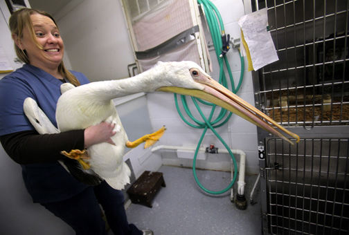 Feature - 2nd place - Amy LeMonds, wildlife rehabilitation coordinator at the Lake Erie Nature and Science Center, puts a wayward white pelican back in a cage after a stretching and feeding session.  (Lynn Ischay / The Plain Dealer)