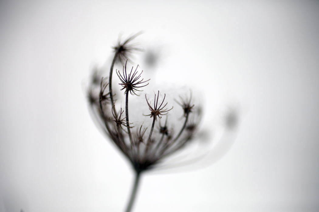 Feature - 3rd placeSnow collects inside the tiny, spidery branches of a Queen Anne's Lace plant inside Rocky River Reservation. According to the National Weather Service, more snow, 1-2 inches, is expected for the area.  (Lisa DeJong / The Plain Dealer)