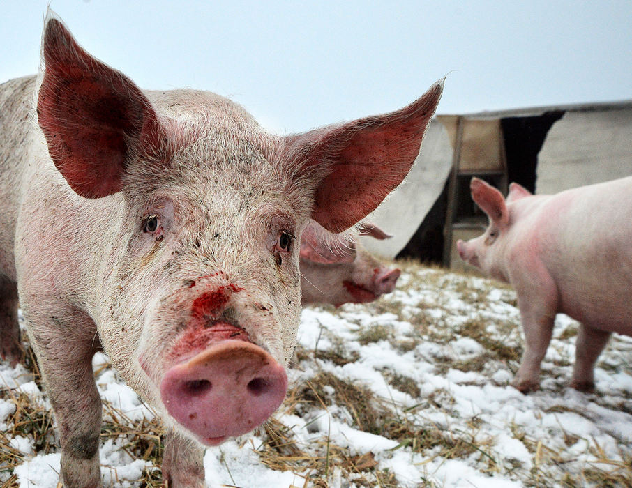 Spot News - HMOhio State Highway Patrol, Celina police, and Mercer County Sheriff' deputies keep hogs from wandering in a corn field after a semitrailer hauling them to Indiana tipped over along State Route 29. The truck was transporting 155 hogs to Indiana when weather conditions caused the truck to slide off the road. (Daniel Melograna/The Daily Standard)