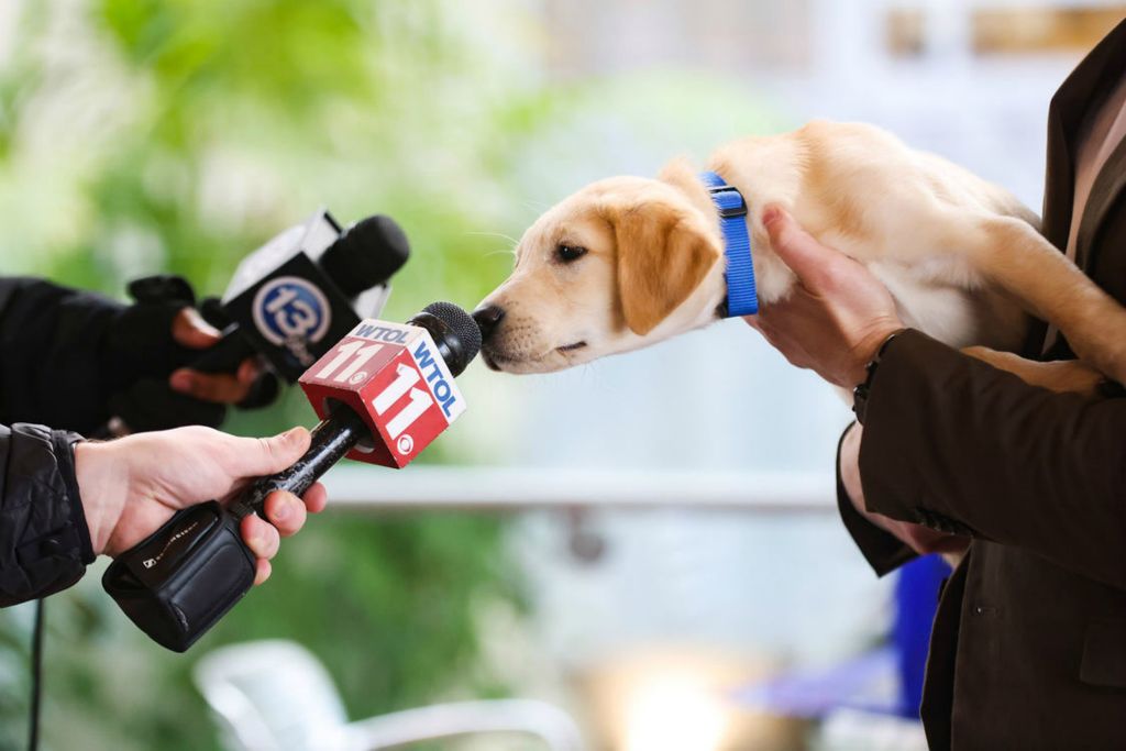 Feature - 2nd place - Conway, a lab, sniffs a microphone during a press conference to promote The Ability Center’s need of volunteers for their puppy program at the Main Library in Toledo. (Rebecca Benson / The Blade)