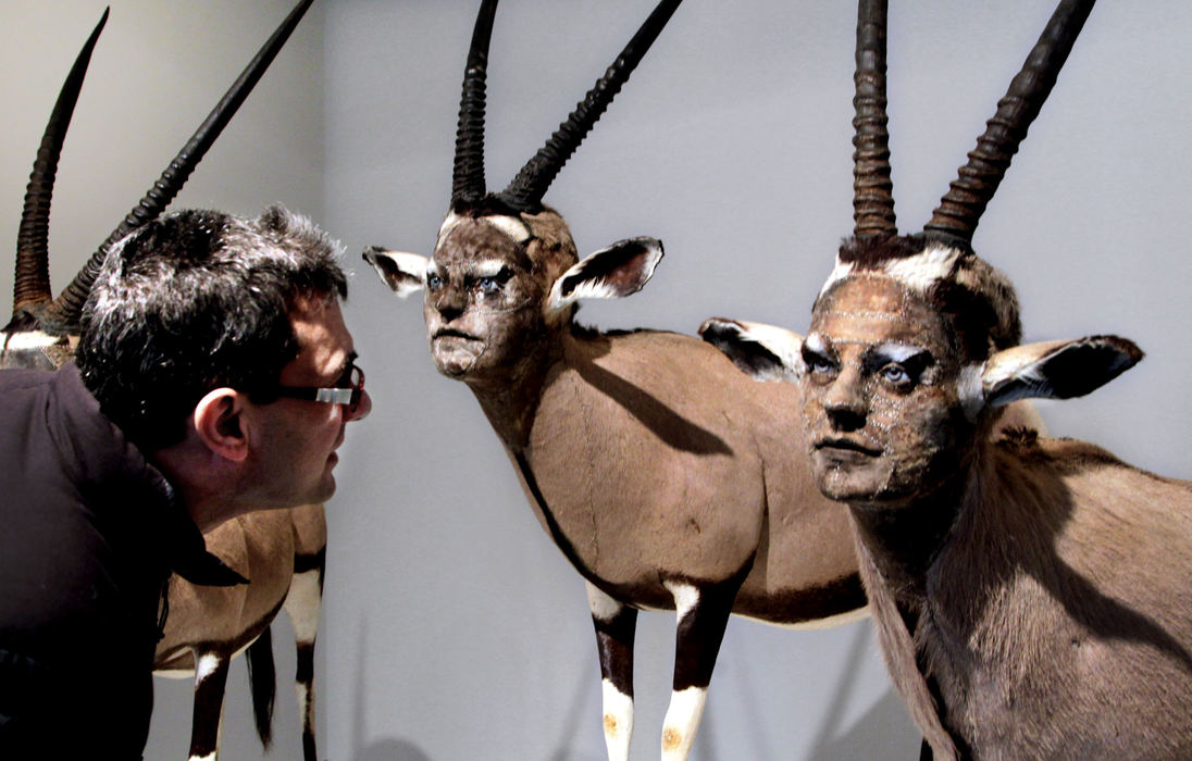 Feature - HMPaul Christopher takes a close look at "Ceremony," sculptures by Kate Clark made from gemsbok hide, antlers, foam, clay pins, thread and rubber eyes. Christopher is trying to determine the sex of the human faces on the animals. The artwork is part of the exhibit, "Animatopoeia, A Most Peculiar (Post Modern) Bestiary," which recently opened at The Galleries at Cleveland State University.  (Lynn Ischay / The Plain Dealer)