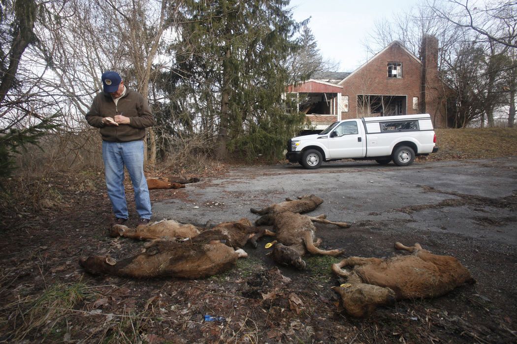 Spot News - 1st placeOhio Department of Agriculture Veterinarian Ned Cunningham writes the tag numbers of nine dead Jersey calves found at 2429 Sunbury Road. Ned speculates they were dumped there during or before the snow fall. He said they look to be about a month old.  (Tom Dodge / The Columbus Dispatch)