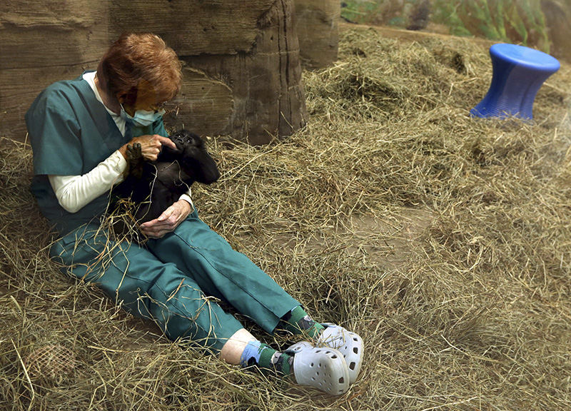 General News - 2nd place - Barb Jones, a Nursery Keeper at The Columbus Zoo, helps to comfort Kamina, a female 4 1/2 month old Western Lowland Gorilla at The Columbus Zoo and Aquarium.  (Brooke LaValley / The Columbus Dispatch)