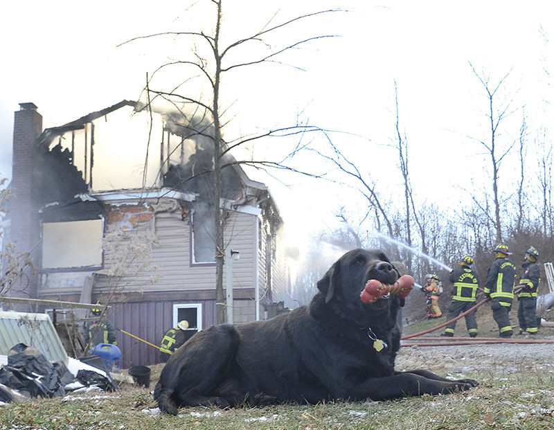 Spot News - 1st place - Dogs know more than most people think. Bruiser knew something was wrong recently when his owner's home on Cunningham Road in Salem Township caught fire and firefighters and trucks rushed to the scene. But Bruiser kept calm. Keeping his favorite toy close by also probably helped. (Patricia Schaeffer / The (Lisbon) Morning Journal)