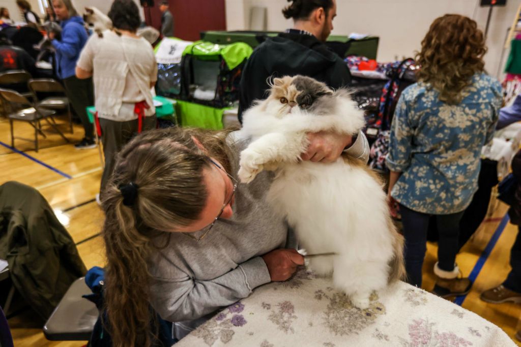 Feature - 3rd place - Lexington, Ky. resident Lily Newcomb grooms 7-month-old Persian Diana before judging during the Cat Fanciers' Association Cat Show at Monroe County Community College in Monroe, Michigan. (Isaac Ritchey / The Blade)