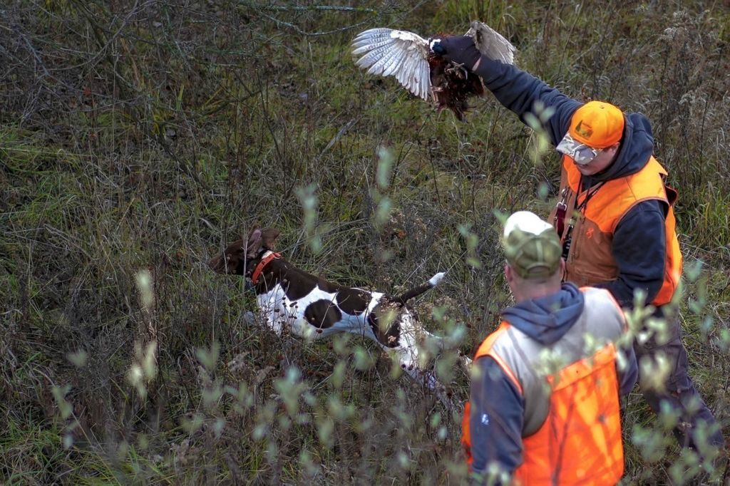 Story - 2nd place - Nelson Panning removes a bird from Hammer the dog's mouth at the Henry Wood Sportsman’s Alliance pheasant hunt for veterans and first responders in conjunction with the Henry County Pheasants Forever in Grand Rapids, Ohio. (Phillip L. Kaplan / The Blade)