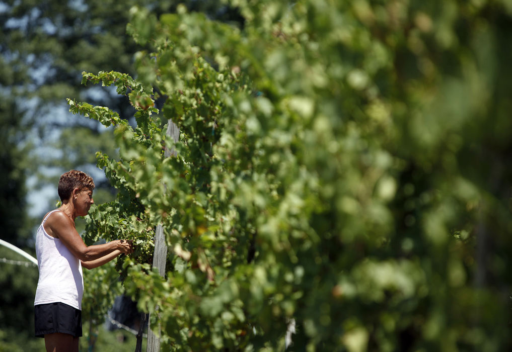 General News - 1st placeSandy Sainey trims extra grape clusters off the vines at Soine Vineyards in Powell. The cluster pruning will help the distressed vines concentrate their depleted nutrients (due to lack of water) on the remaining grapes making for a better wine.  (Jonathan Quilter / The Columbus Dispatch)