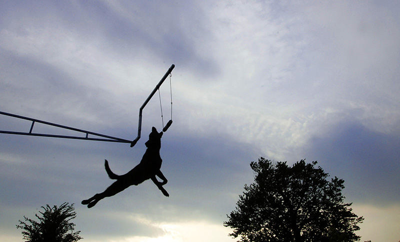 Sports - 3rd place - Bosco, a chocolate Labrador retriever belonging to Linda Torson competes in the extreme-vertical segment of the DockDogs competition at the Franklin County Fair.  (Lorrie Cecil / ThisWeek Newspapers)