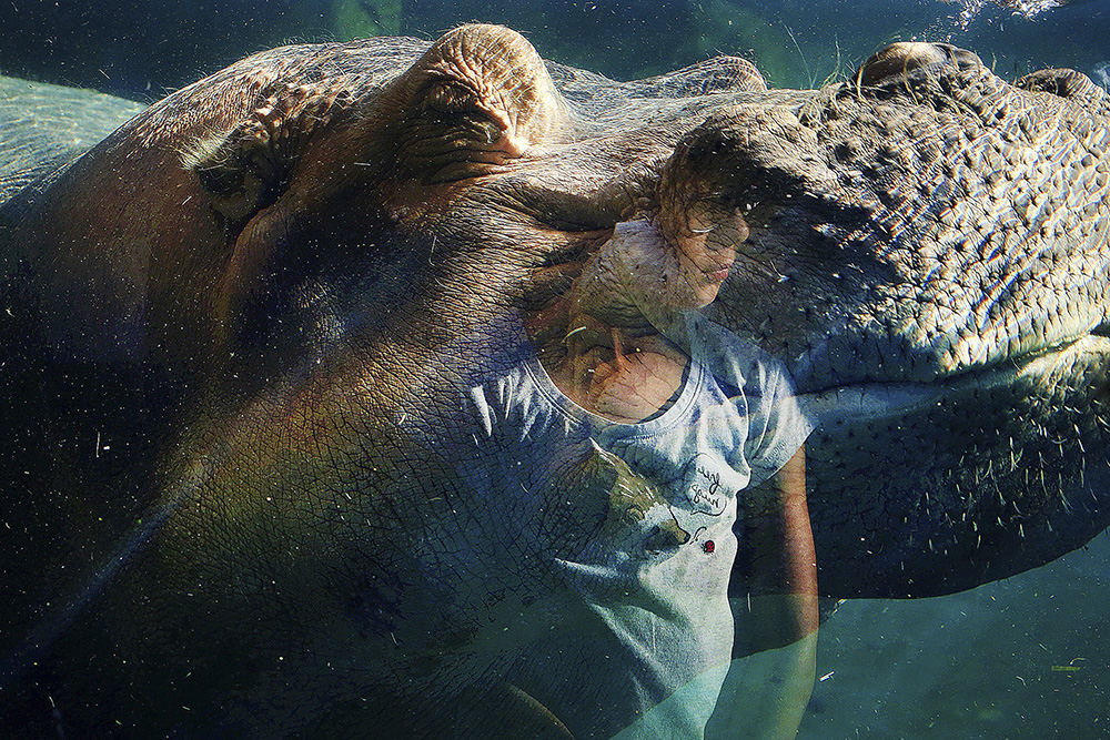 Feature - 1st place - A child is reflected in the glass of the new Hippo Cove exhibit at the Cincinnati Zoo & Botanical Garden. The exhibit includes a 60-foot underwater viewing space behind 4-inch thick glass. (Amanda Rossmann / Cincinnati Enquirer)