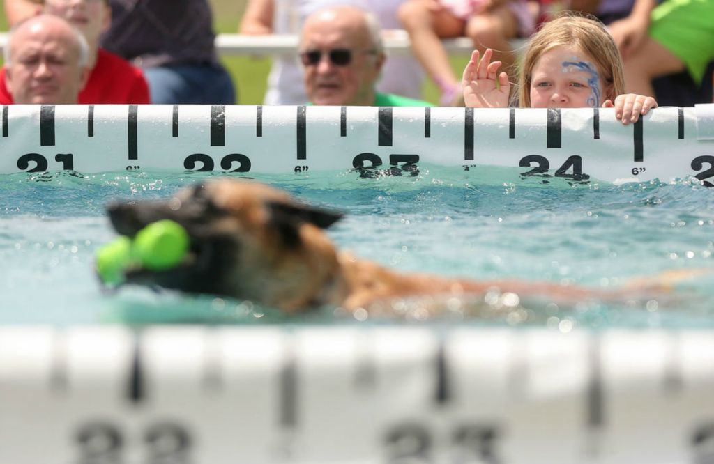 Feature - 2nd place - Carleigh Pearson, 9, of Maumee, waves to one of the dogs after it jumped into the water during the Ultimate Air Dogs competition at the Lucas County Fair. (Kurt Steiss / The Blade)  