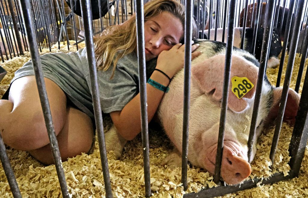 Feature - 3rd place - Katie Waddle takes a nap with her pig named "Mike" in one of the Swine Barns at the Clark County Fair.  (Bill Lackey / Springfield News-Sun)