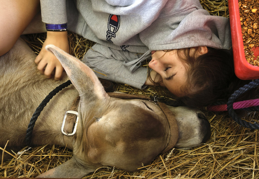 Feature - 1st place - Lilly Powell, 16, takes a nap with her dairy feeder calf after getting him settled in one of the barns at the Clark County Fair. (Bill Lackey / Springfield News-Sun)