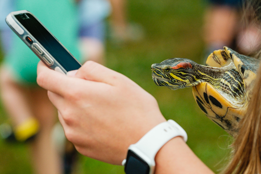 Feature - HM - A turtle seemingly looks at Amelia Kline's phone in between turtle races  during the 47th Annual First Town Days Festival in New Philadelphia’s Tuscora Park. Kline, from Bolivar, was the overall first place winner. (Andrew Dolph / The Times Reporter)